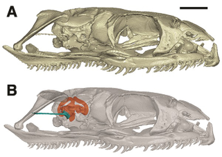 Illustration for article titled Reptile Fossil Solves Mystery of How Snakes Lost Their Legs